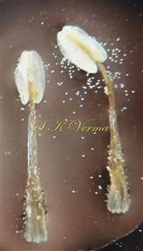  Stamens